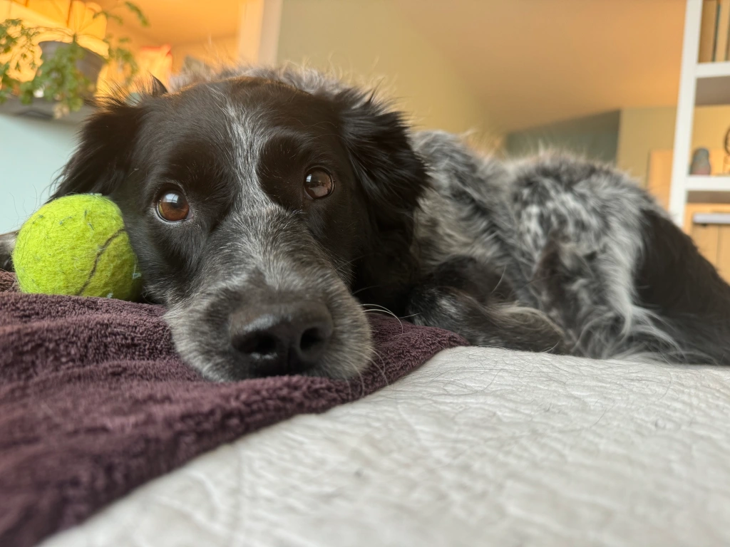 A medium-sized black and white dog with floppy ears lies on purple and white blankets with a tennis ball. She stares sweetly into the camera with big, brown eyes.